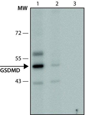 Anti Gsdmd 126 138 Antibody Produced In Rabbit Igg Fraction Of Antiserum Buffered Aqueous Solution