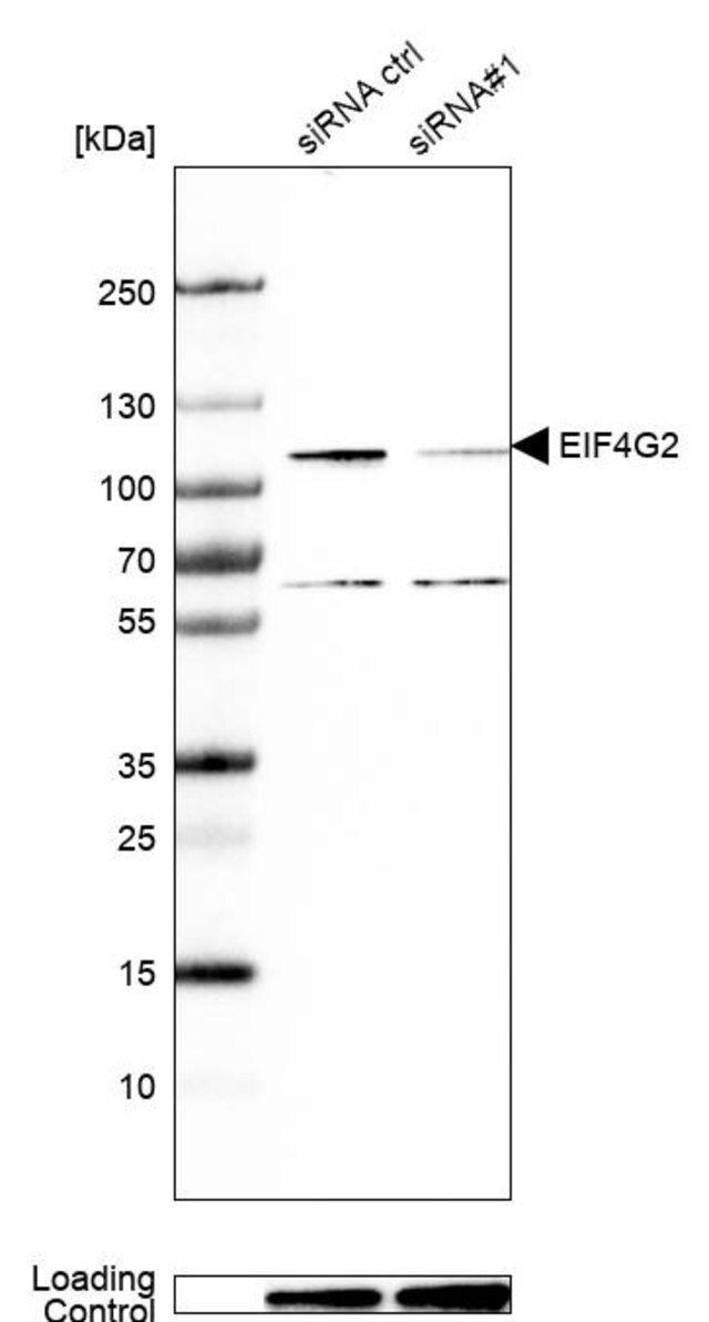 Anti Eif4g2 Antibody Produced In Rabbit Prestige Antibodies Powered By Atlas Antibodies Affinity Isolated Antibody Buffered Aqueous Glycerol Solution Ab1