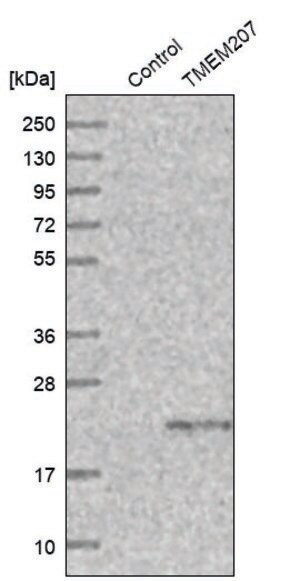 Anti-TMEM207 antibody produced in rabbit Prestige Antibodies&#174; Powered by Atlas Antibodies, affinity isolated antibody, buffered aqueous glycerol solution