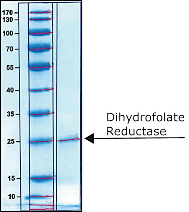 DIHYDROFOLATE REDUCTASE, RECOMBINANT | Merck Life Science Indonesia