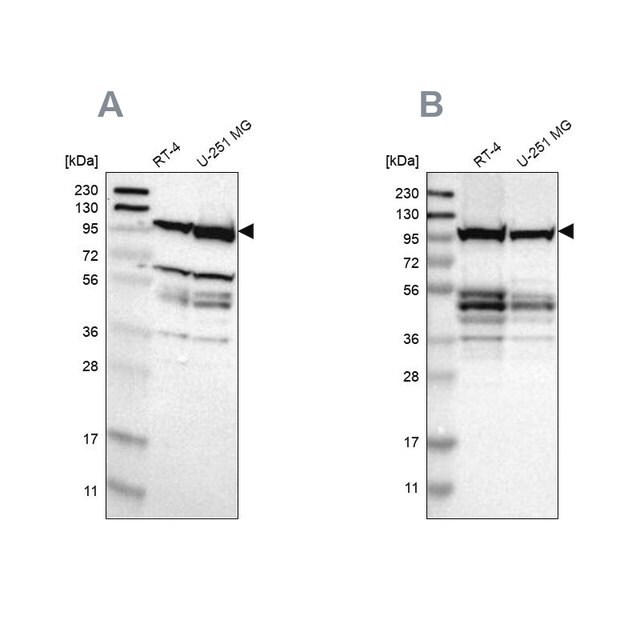 Anti Eif4g2 Antibody Produced In Rabbit Prestige Antibodies Powered By Atlas Antibodies Affinity Isolated Antibody Buffered Aqueous Glycerol Solution Ab1