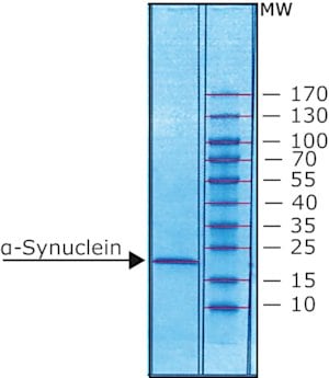 &#945;-Synuklein human recombinant, expressed in E. coli, N-terminal histidine tagged, &#8805;90% (SDS-PAGE), lyophilized powder